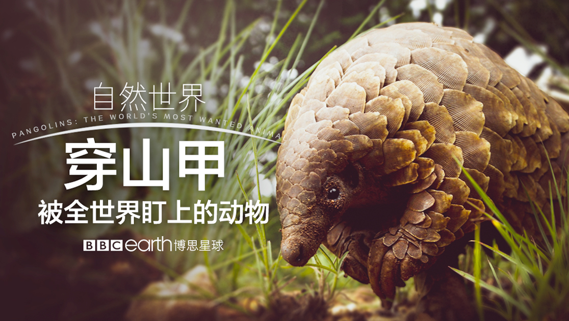自然世界：穿山甲被全世界盯上的动物